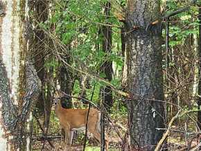 Elk Mound Land Real Estate