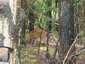 Elk Mound Land Real Estate