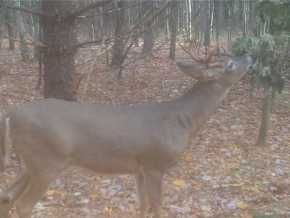 Elk Mound Land Real Estate